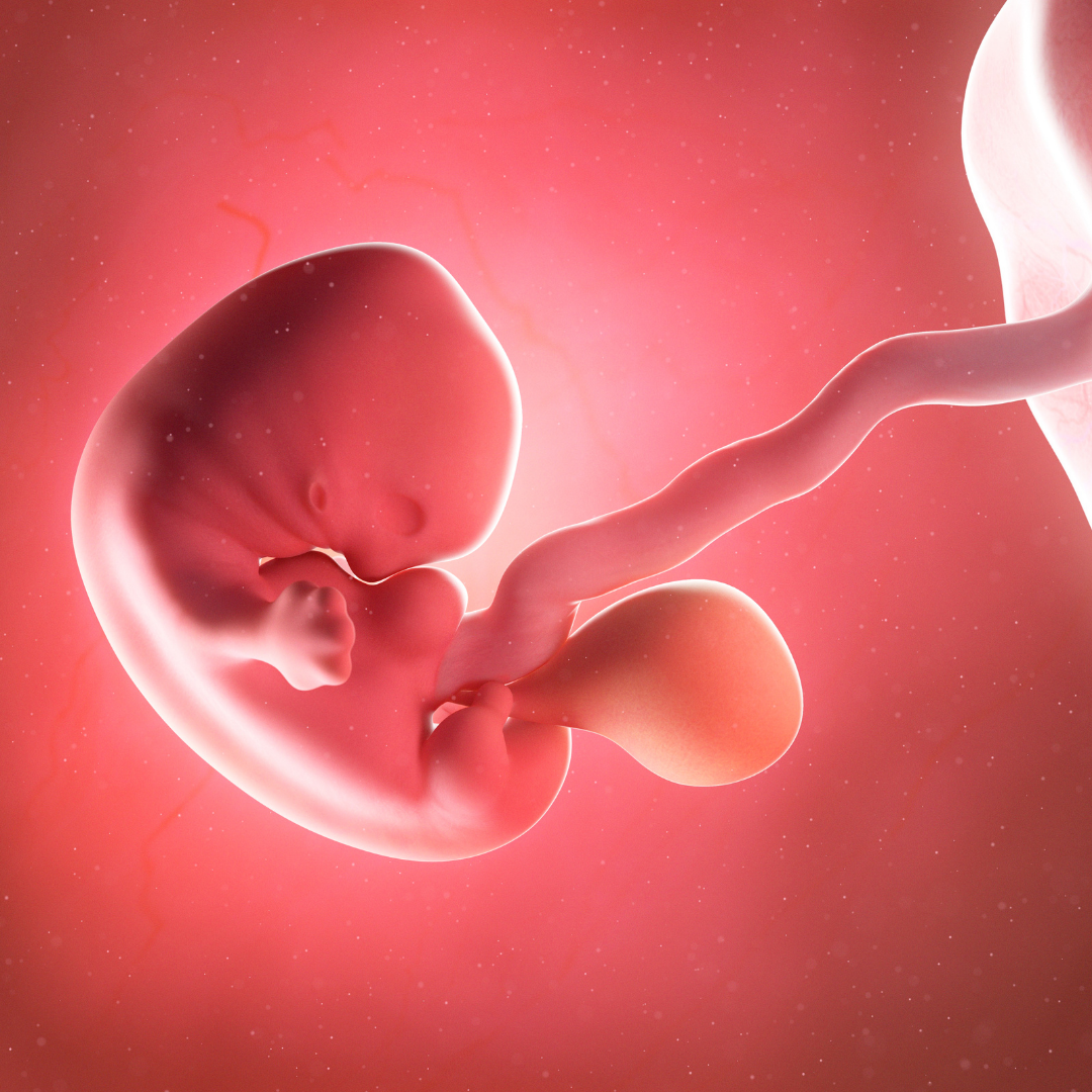Genética e risco de perda gestacional